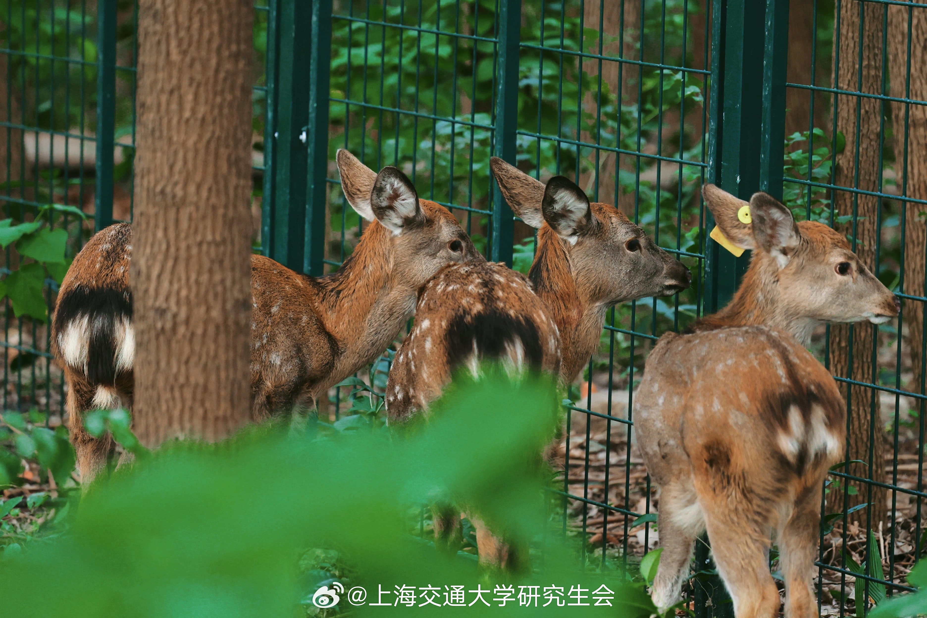 上海交大鹿苑关闭背后的原因及其意义探究