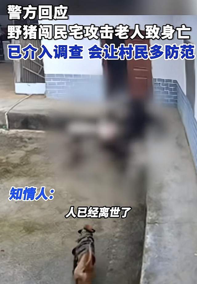 老人遭野猪咬死悲剧背后的反思与教训