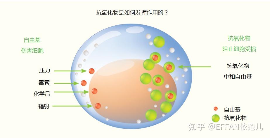 抗氧化剂在延缓皮肤老化中的关键作用