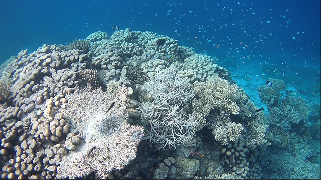 气候变化对海洋生态系统的威胁评估报告，海洋生态面临严峻挑战