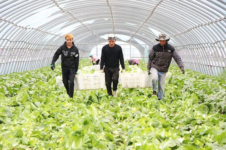 多地推行乡村游，激活农村经济新活力