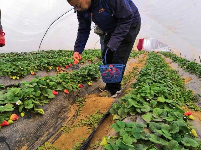 草莓储存指南，防止发霉变质的有效方法