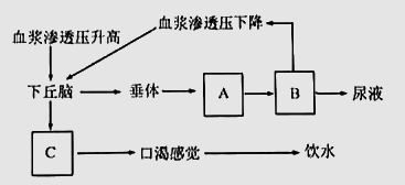 揭秘人体奥秘，发烧背后的体温调节系统自我保护机制