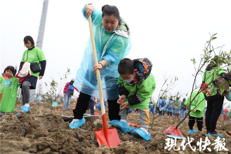 救护车特殊使命揭秘，田间柑橘采摘紧急行动